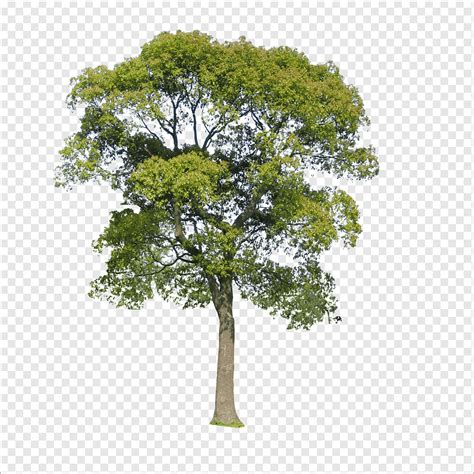 pngwing|pngtree deutsch.
